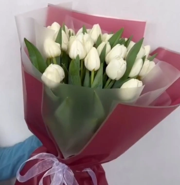 Белые весенние тюльпаны