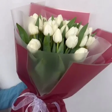 Белые весенние тюльпаны