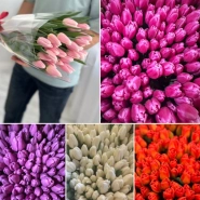 Тюльпаны перемены 0