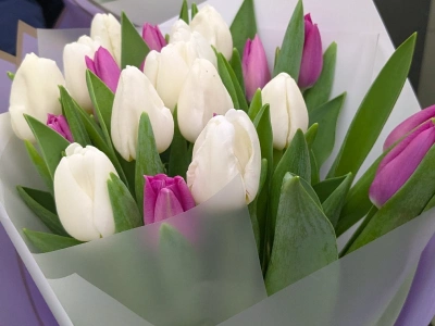Тюльпаны нежного оттенка