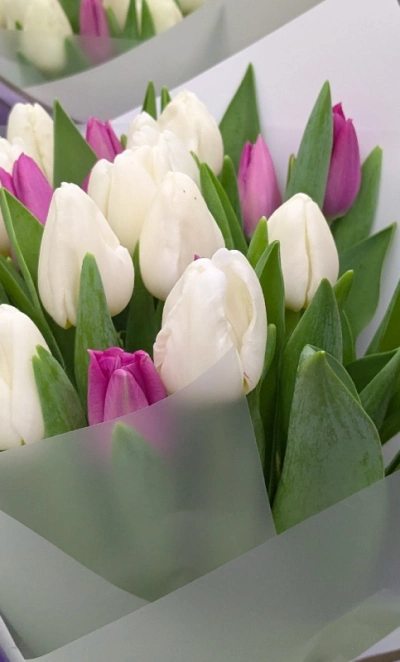 Тюльпаны нежного оттенка